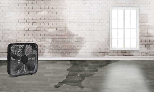 Best Local water damage restoration  in Susanville, CA